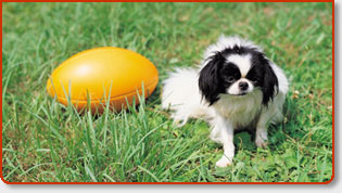 Dog Health: The Hidden Health Hazards Of Dog Poop & Its Impact