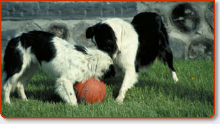 Dog Products And Pet Supplies Including: Dog Toys, Whelping Products, Grooming Supplies And More