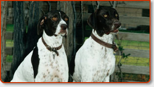 Washington DC Pooper Scoopers Servicing Various Areas In The District of Columbia