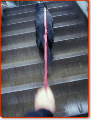 Dog Walking Service in Orange County, California by The Poop Butler